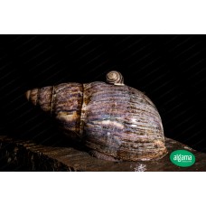 Caracol Gigante (Achatina Marginata)